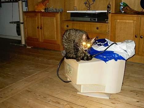 Huskat Feline - Fear me.. Se mine øjne... billede 6