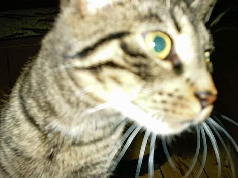 Huskat Feline - Close up! billede 7