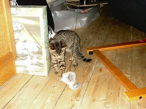 Huskat Feline - Skal man mon angribe...? billede 8