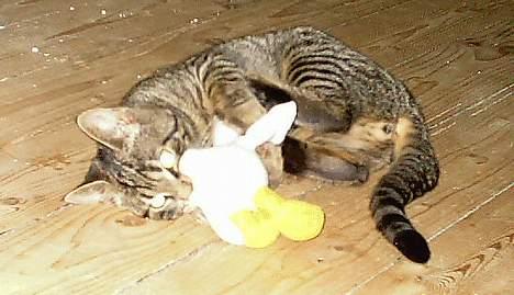 Huskat Feline - Angrib!! billede 10