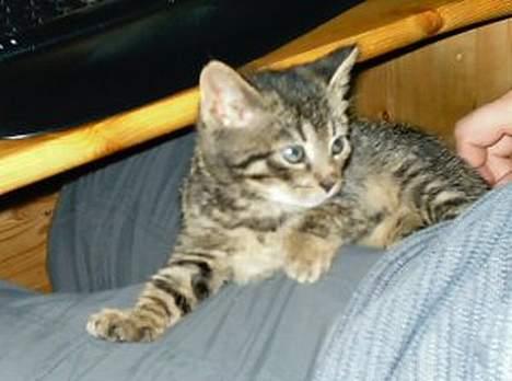 Huskat Feline - Ligger og hviler... billede 11