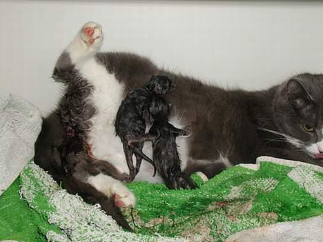 Blanding af racer Chilla - Chilla blev den 6 april mor til 4 dejlige killinger. Jeg fik lov og være med under fødslen og aldrig har jeg været med til noget så spændende. billede 11