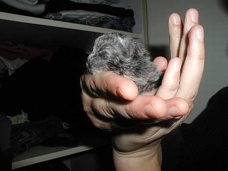 Blanding af racer Chilla - Den førstefødte, som idag er en lille fin tortiepige på 7 uger imorgen d.25maj. billede 12