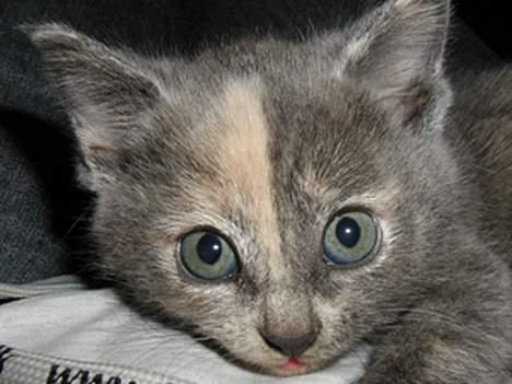 Blanding af racer Chilla - Her er den førstefødte igen , men dennegang som 6 uger gammel. Hun er drønfræk og har roterende krudt i måsen. Se den sjove aftegning hun har i ansigtet. billede 13