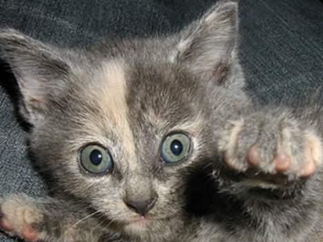 Blanding af racer Chilla - WRAAAAAR...skal du ha poteklask? billede 14