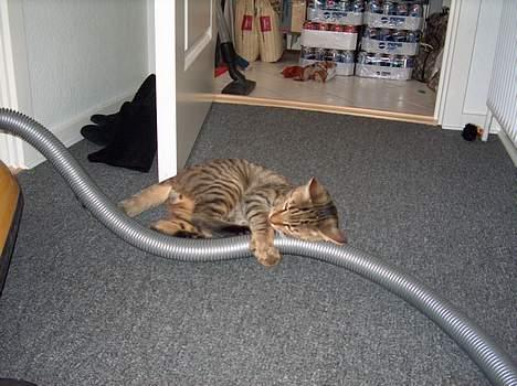 Blanding af racer Tarzan - Når jeg bliver stor, vil jeg giftes med støvsugeren! billede 18