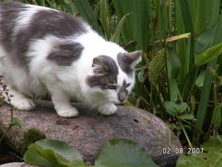 Blanding af racer Bette billede 12