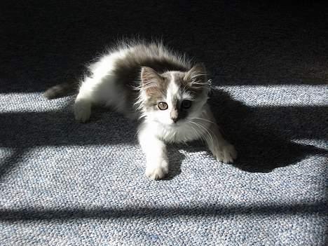 Blanding af racer Bette billede 13