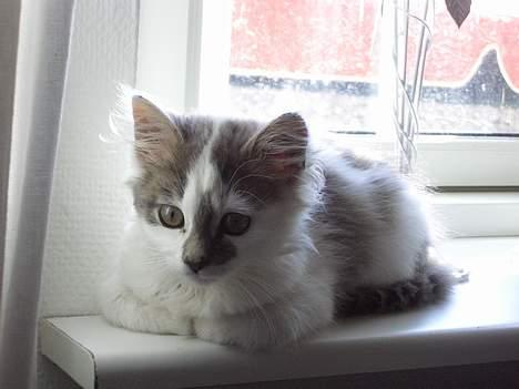 Blanding af racer Bette billede 14