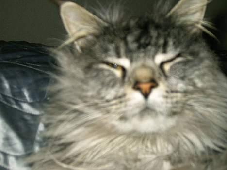 Maine Coon Zeus billede 2