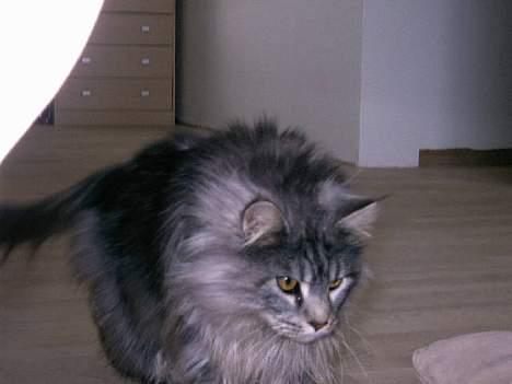 Maine Coon Zeus billede 3