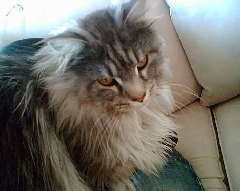 Maine Coon Zeus billede 4