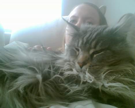 Maine Coon Zeus billede 5