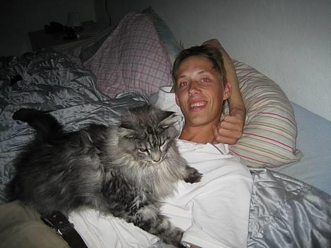 Maine Coon Zeus - Så tag det da;-) billede 6