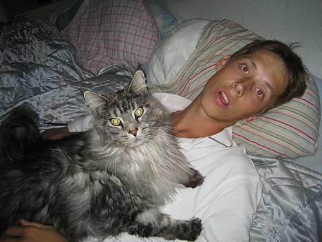 Maine Coon Zeus - Ej ik tag et billede. billede 7