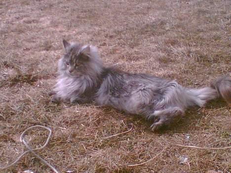 Maine Coon Zeus billede 8