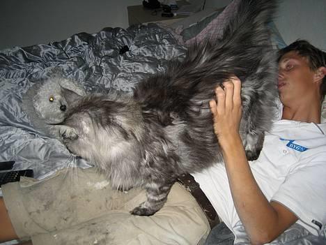 Maine Coon Zeus billede 9