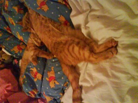 Huskat Koko og Nico*Død*  billede 2