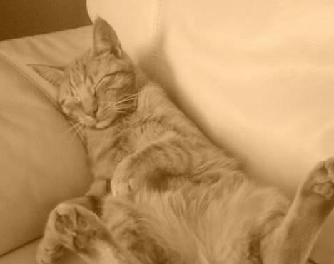 Huskat Koko og Nico*Død*  billede 3