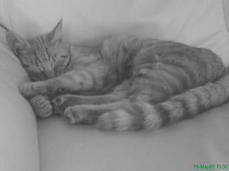 Huskat Koko og Nico*Død*  billede 4