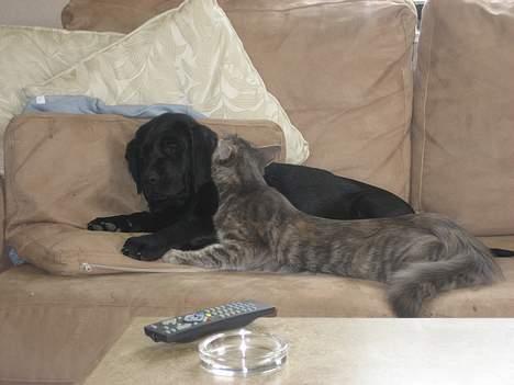 Norsk Skovkat mars billede 10