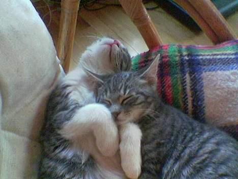 Huskat Nifling/Niffe - Det er nu også hyggeligt nok billede 10