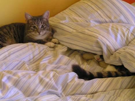 Huskat Nifling/Niffe - Hihi at slås i sengen.. billede 11