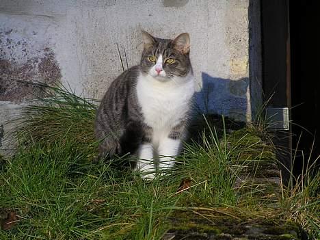 Huskat Frække - Åh nej, nu kommer hunden billede 11