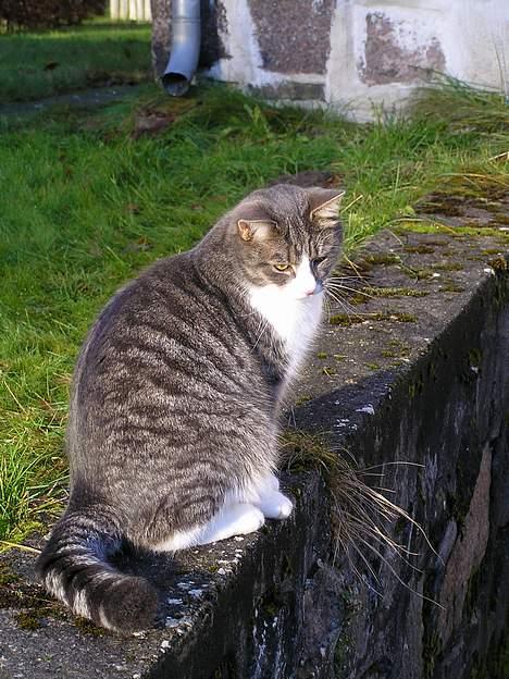 Huskat Frække - Her kigger jeg ned på hunden... han er dum.. :o) billede 13
