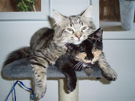 Blanding af racer Kiwi billede 5