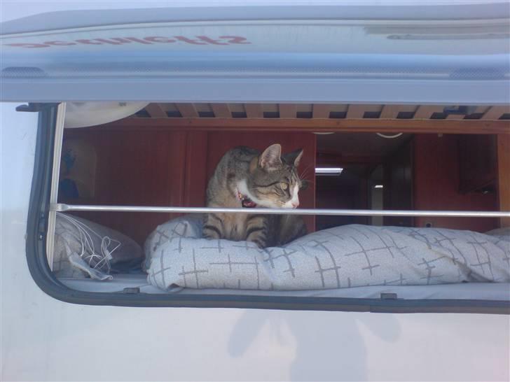 Huskat Sofus <3 - øv, jeg ville ha´ været med til Italien . billede 5