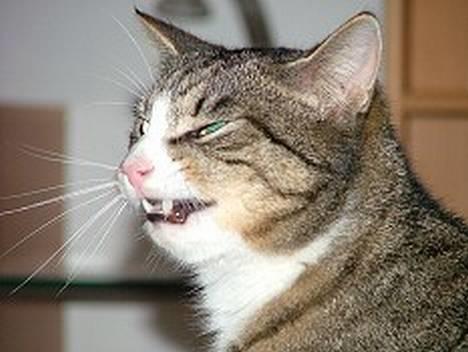 Huskat Sofus <3 - Rauw hvor er jeg lækker :b billede 6