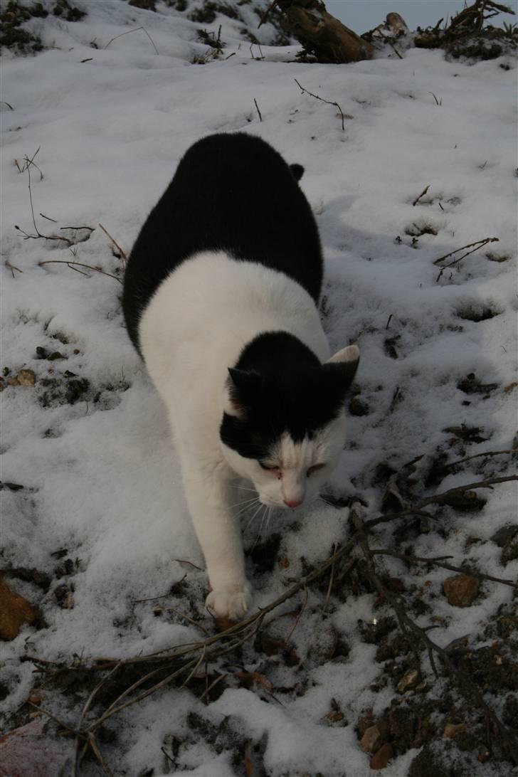 Huskat Pjuske <3  R.I.P - 2009 billede 2