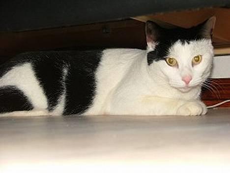 Huskat Pjuske <3  R.I.P - Pjuske under sofaen (: billede 3