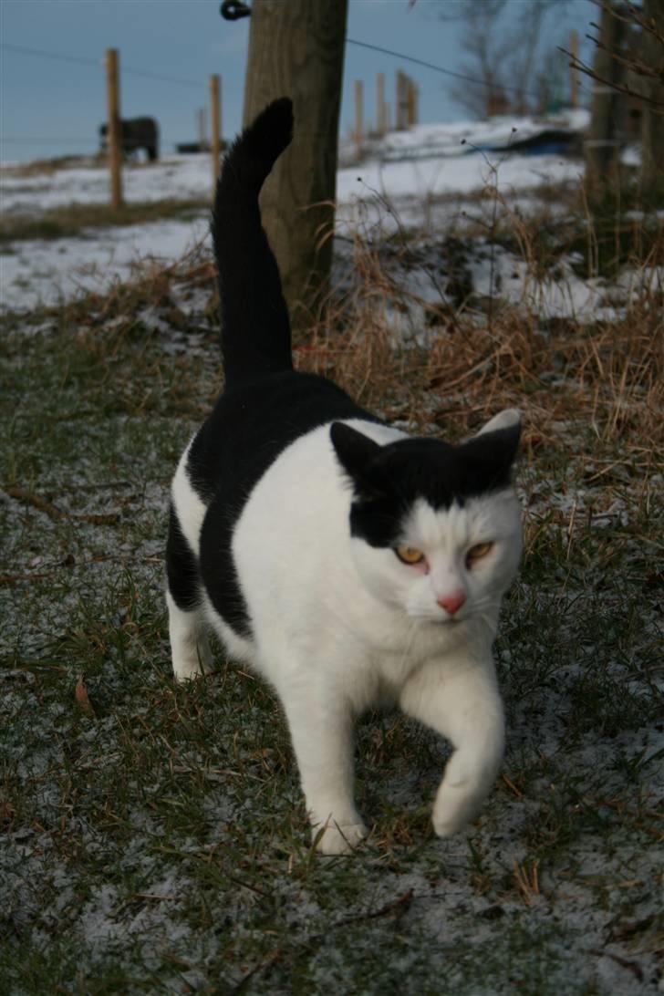 Huskat Pjuske <3  R.I.P - 2009 billede 4