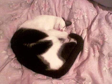 Huskat Pjuske <3  R.I.P - Den ELSKER at sove,, hehe! Altid  i Min seng,, haha =) billede 5