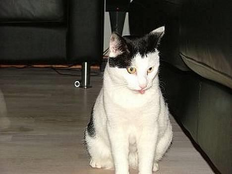 Huskat Pjuske <3  R.I.P - hun rækker tungen ud :b billede 6