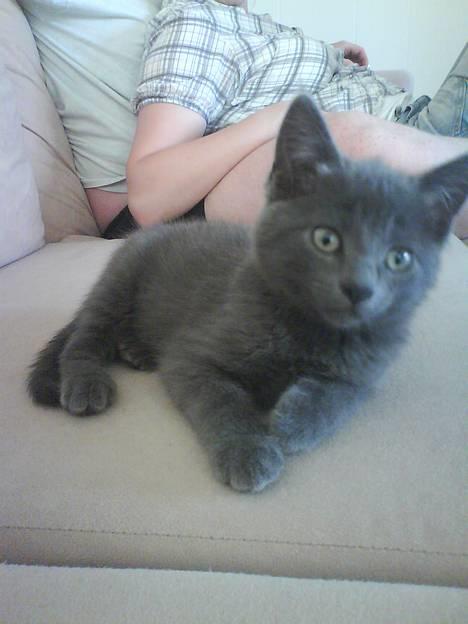 Huskat Banditten - her ligger han lige og slapper af billede 1