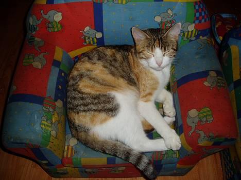 Huskat Mini - Åh den er go den stol her billede 1