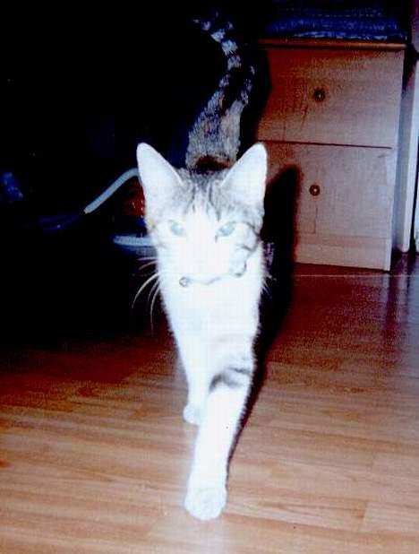 Huskat Mini - Fin Dame billede 2