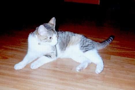 Huskat Mini billede 3