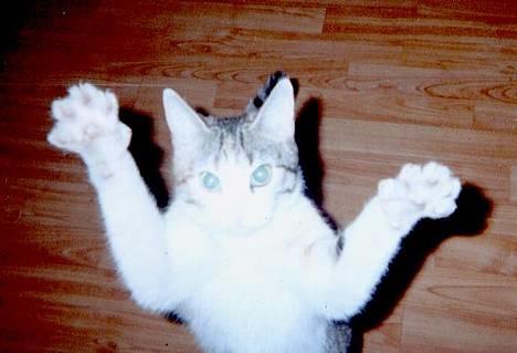 Huskat Mini - Jeg fanger dig billede 4