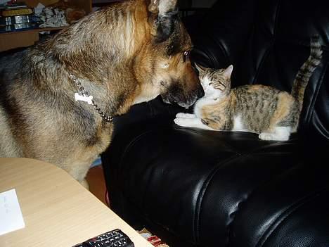 Huskat Mini - Lige da jeg kom var jeg bange for denne store hund billede 5