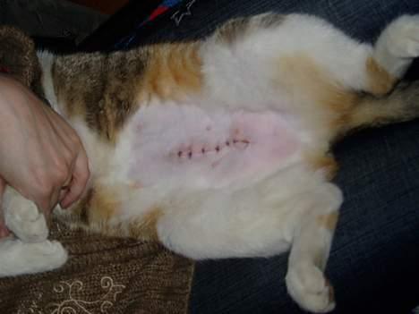 Huskat Mini - Min mor steriliserede mig - øv billede 6