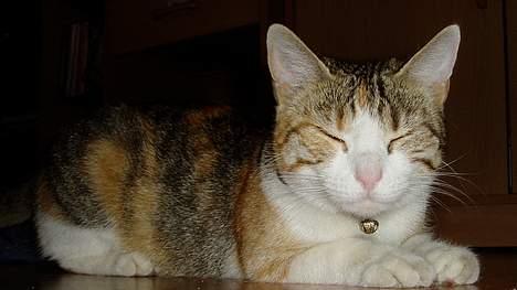 Huskat Mini billede 7