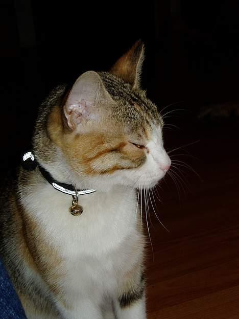 Huskat Mini billede 8