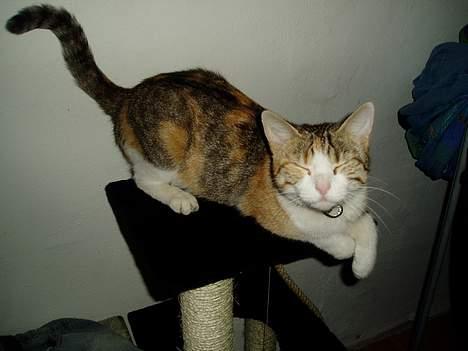 Huskat Mini - Mit legested billede 9