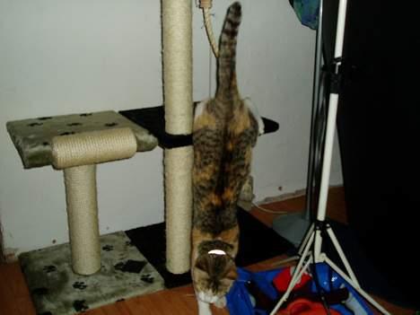 Huskat Mini - og så kan jeg blive sååå lang billede 10