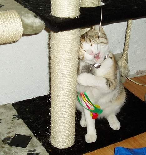 Huskat Mini - og lege med min piv mus på snor billede 11