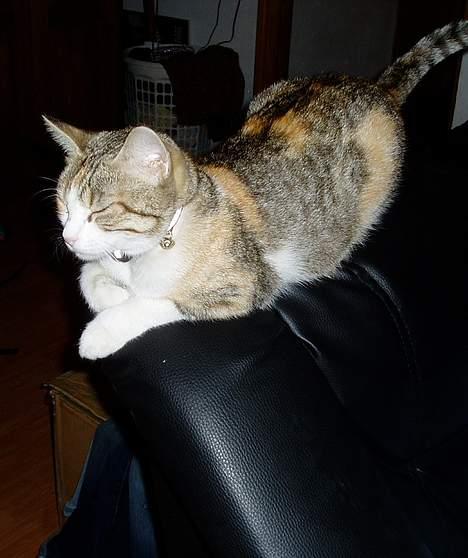 Huskat Mini - mit ynglings liggested - på sofa ryggen billede 12